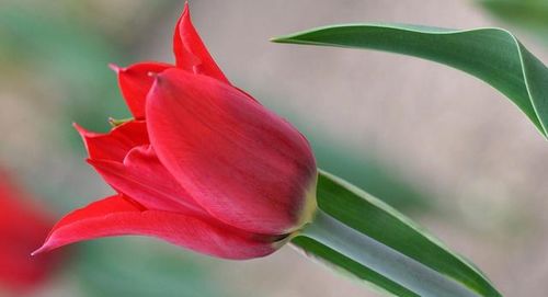 缘起念执，龙杀神的不舍回眸